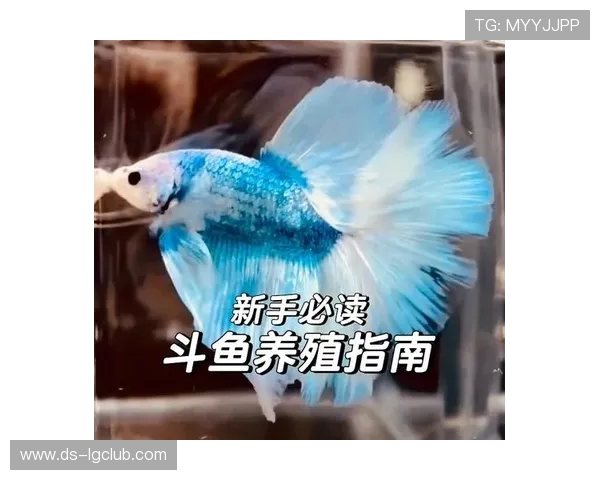 地上足球斗鱼养殖技巧及环境布置全面指南